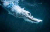 Human diving into water
